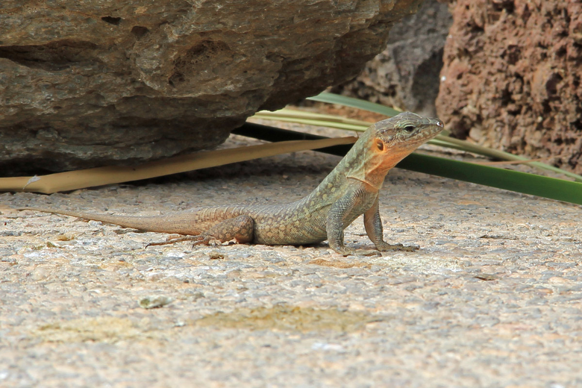 Gallotia stehlini - Lacertidae